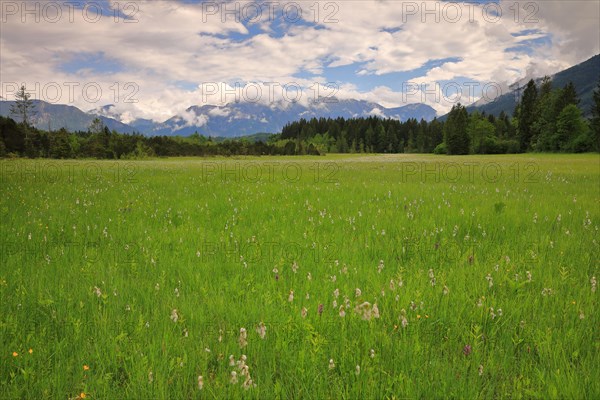 Common cottongrasses