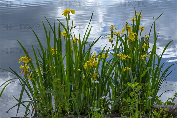 Flowering yellow flag