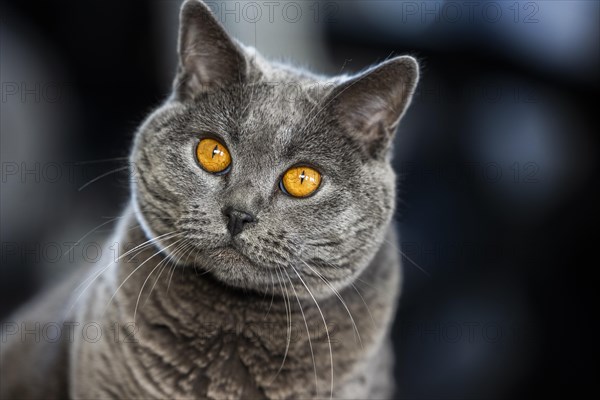 Grey Carthusian cat with yellow eyes