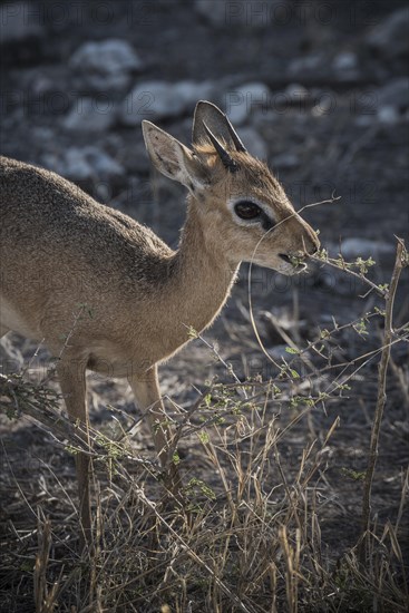 Kirk dikdik or kirk's dik-dik