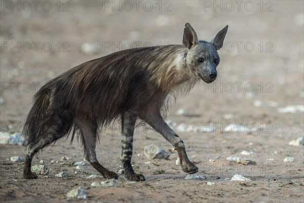 Brown hyena