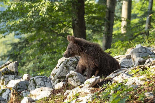 European Brown bear