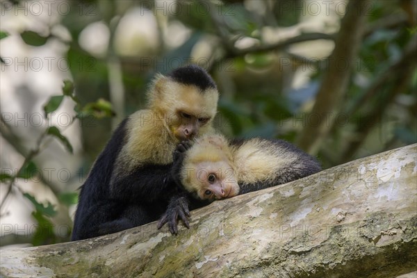 White-headed capuchin