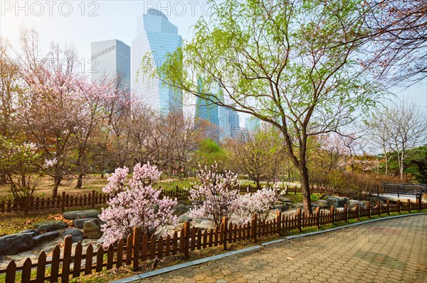 Blooming sakura blossoms flowers in Yeouido Park public park in Seoul