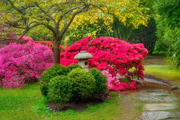 Stone lantern in Japanese garden with blooming flowers