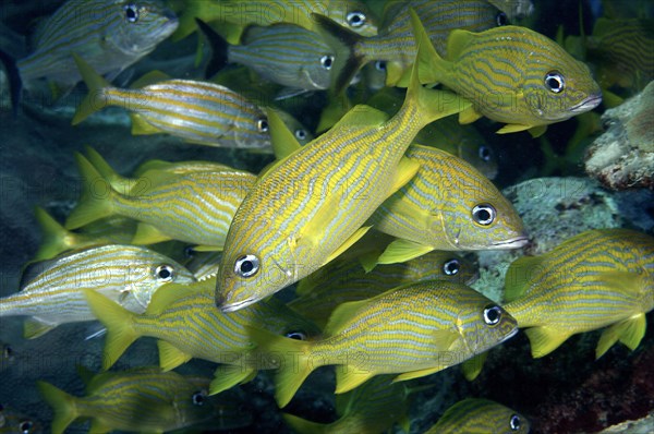 Fischschwarm von Franzoesischer Grunzer