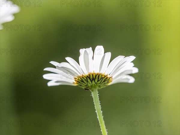 Ox-eye daisy