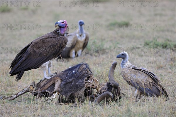 Nubian Vulture