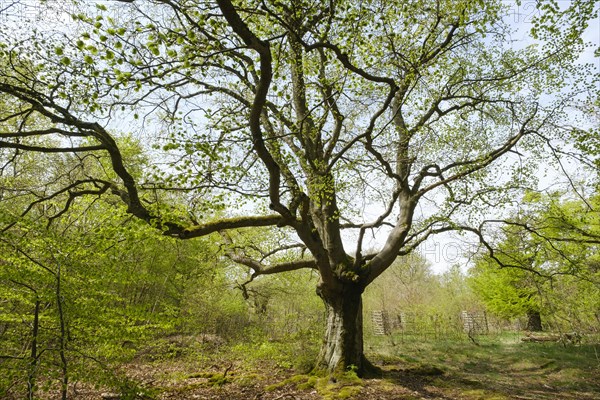 Knotty beech