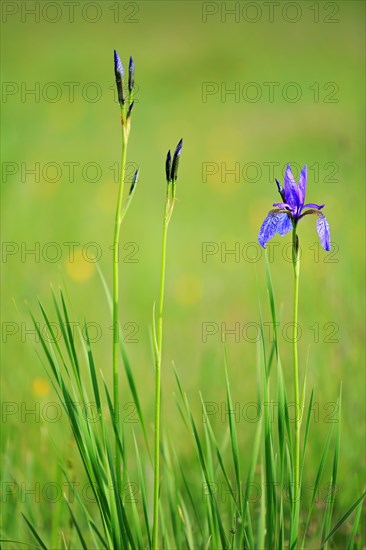 Siberian iris