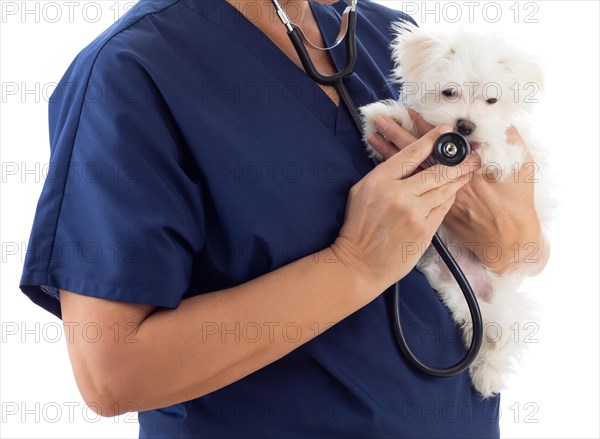 Female veterinarian with stethoscope holding young maltese puppy isolated on white