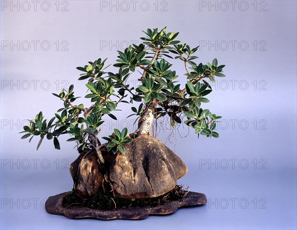 BONSAI FICUS NITIDA