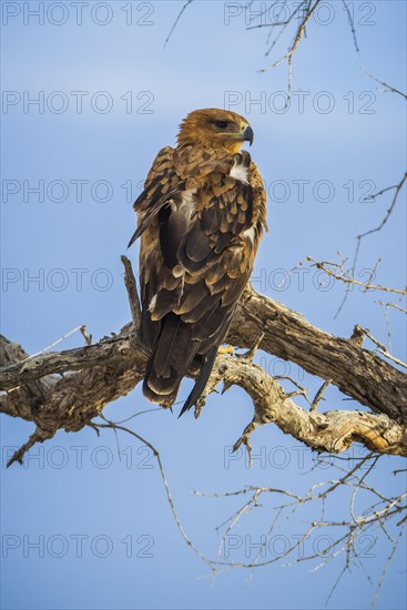 A tawny eagle