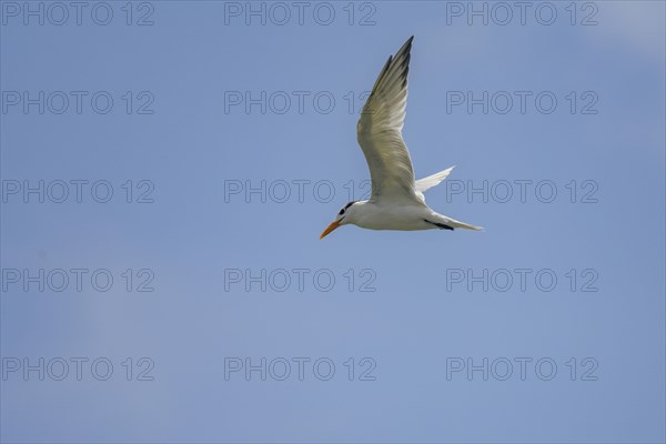 Caspian tern