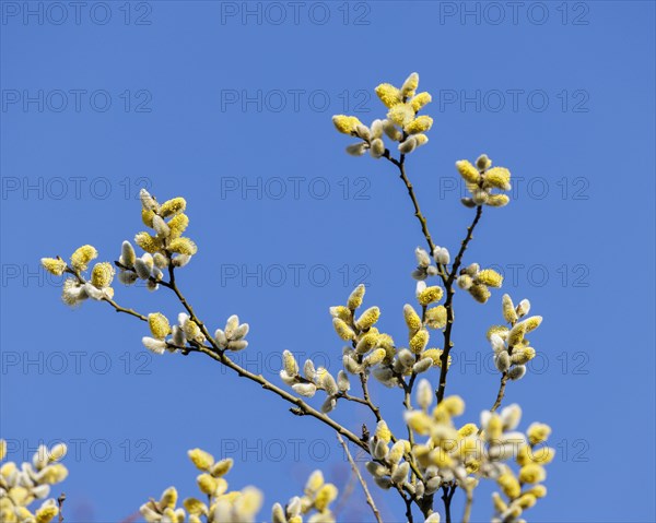 Goat willow