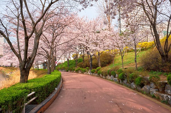 Blooming sakura cherry blossom alley in park in spring