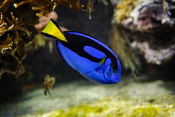 blue surgeonfish