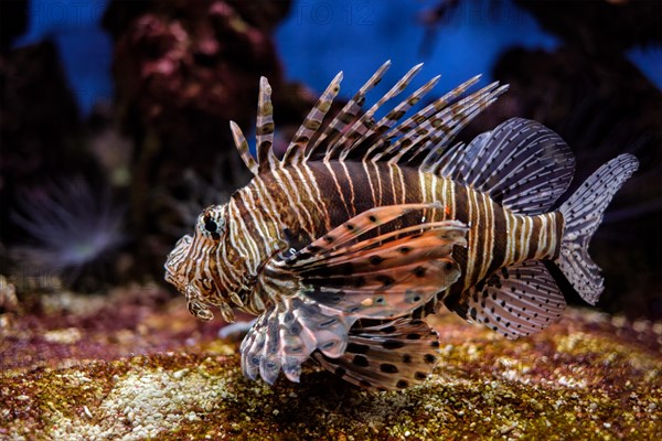 Red lionfish