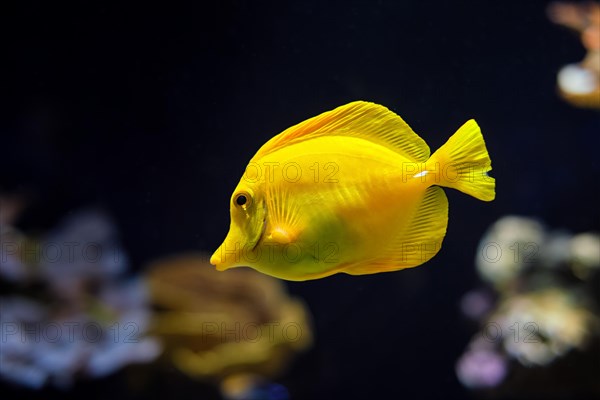 Yellow tang