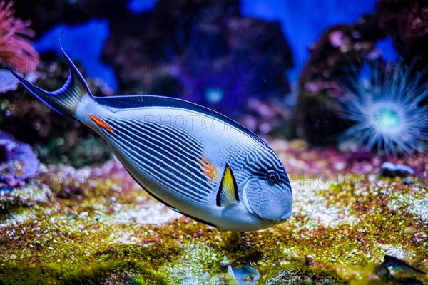 Colorful tropical fish Sohal Surgeonfish