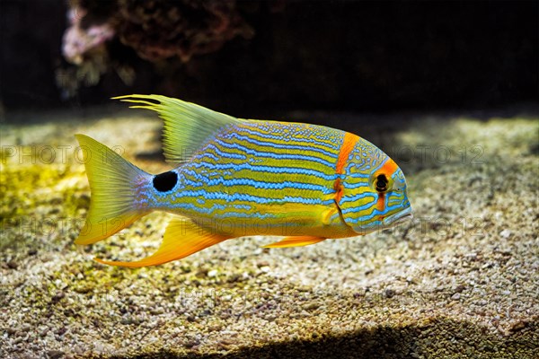 Sailfin snapper blue-lined sea bream