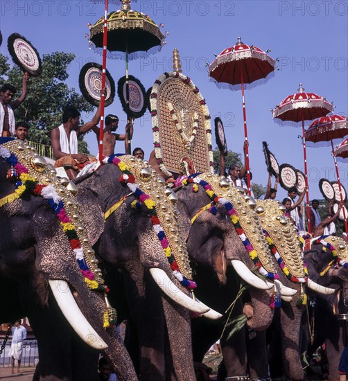 Caparisoned elephants in Pooram festival