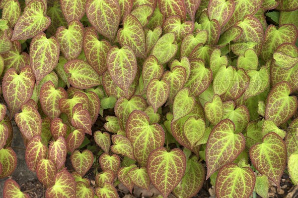 Leaves of the barrenwort