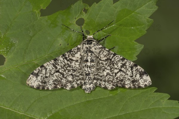 Peppered moth