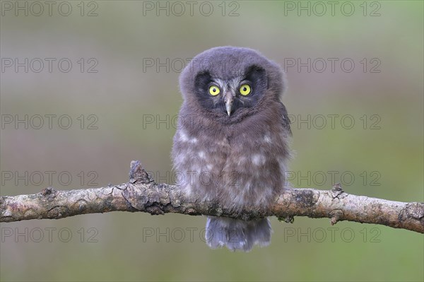 Tengmalm's Owl