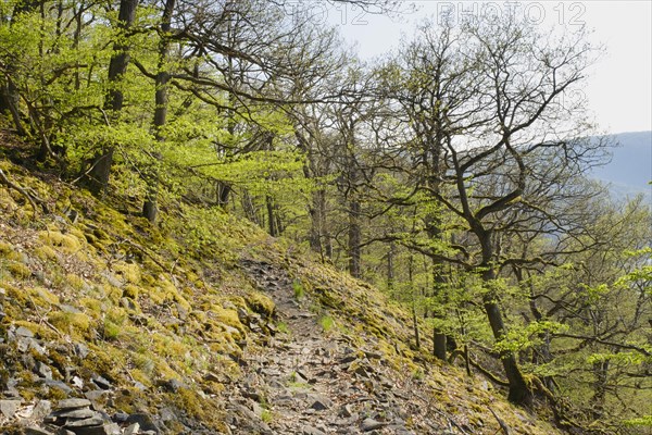 Hiking trail at the Blockhalde