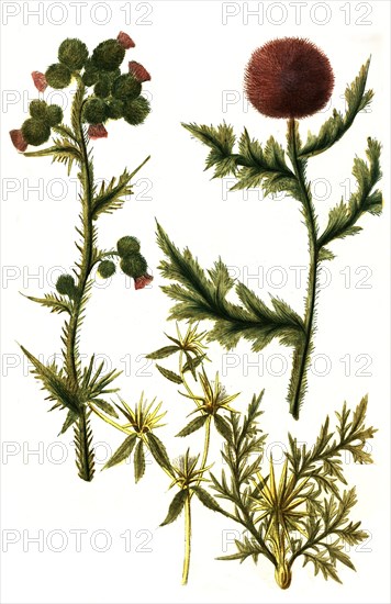 Carduus spinosissimus thistle