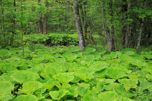 Leaves of the common butterbur