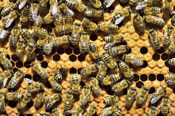 Workers of the honey bee