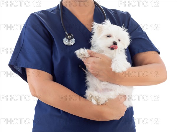 Female veterinarian with stethoscope holding young maltese puppy isolated on white