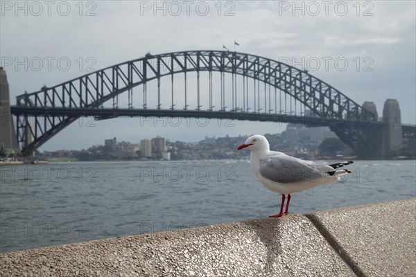 Silver gull