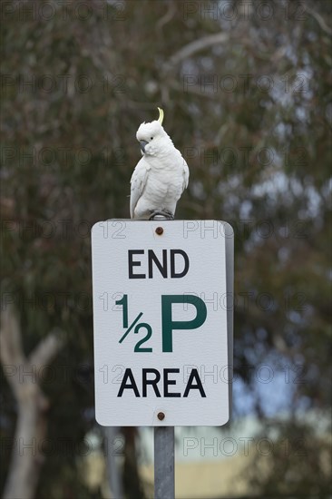 Sulphur-crested cockatoo