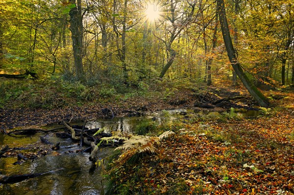 Red brook in autumnal Hiesfeld Forest with sun star