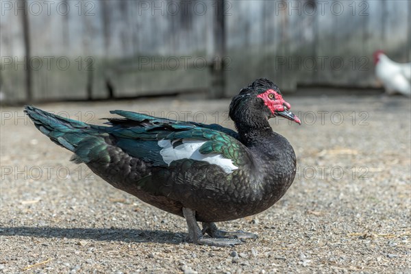 Muscovy duck resting in a farmyard