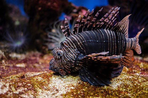 Red lionfish