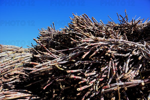 Cut sugar cane