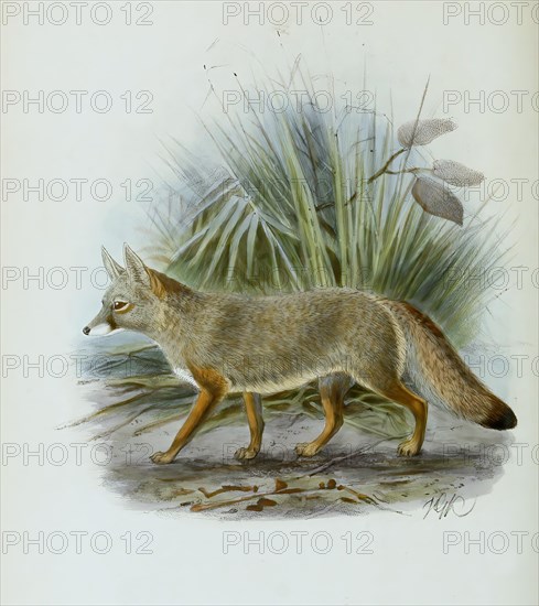 Bengal fox