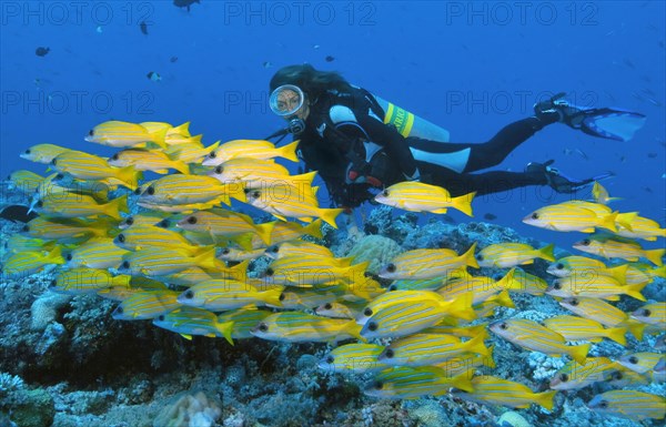 Diver swimming next to school of bluestripe snapper