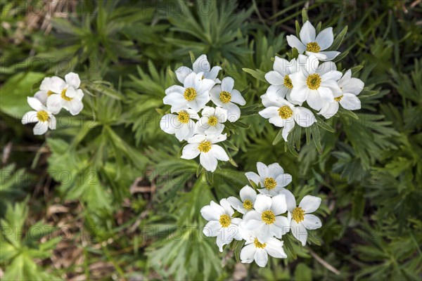 Narcissus-flowered anemone