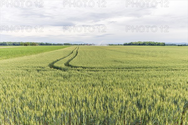 Wheat field in spring in plain. Alsace