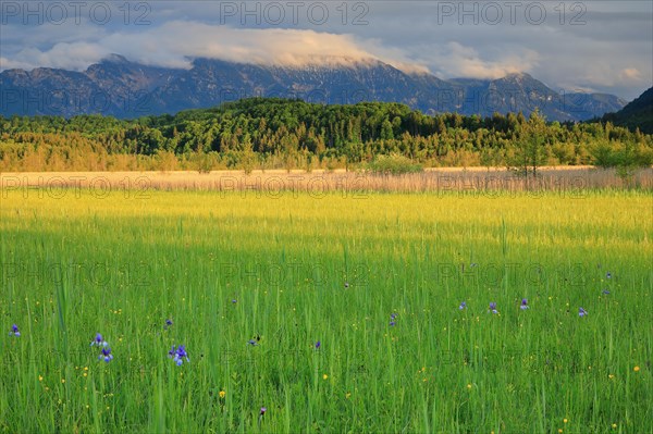 Siberian iris