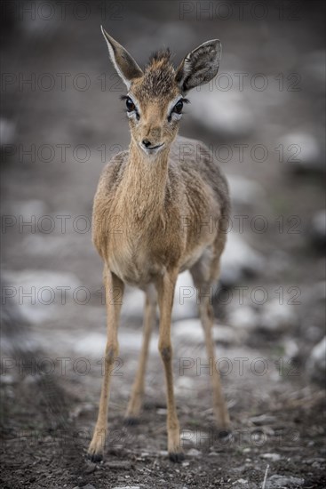 Kirk dikdik or kirk's dik-dik