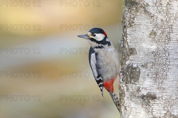 Great spotted woodpecker