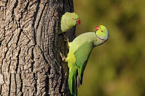 Two collared parakeets