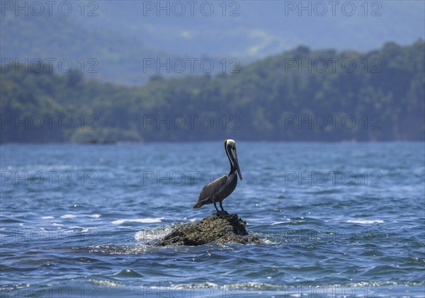 Brown pelican