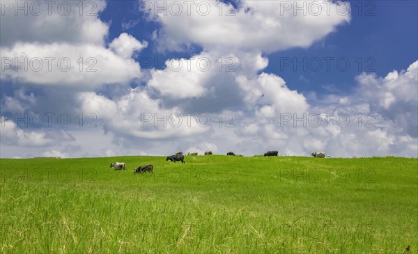 Cows in the field eating grass